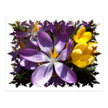 Crocus Colours Postcard