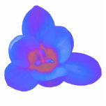 Crocus Flower Hot and Cold Photo Sculpture