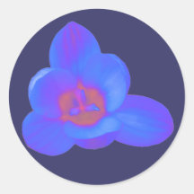 Crocus Flower Hot and Cold Sticker