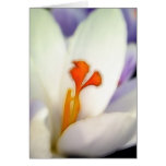 Crocus Flower in Early Spring Cards