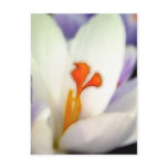 Crocus Flower in Early Spring Postcard
