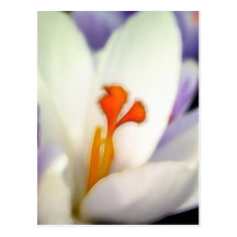 Crocus Flower in Early Spring Postcard
