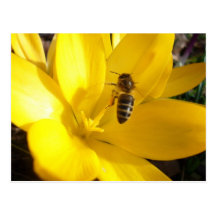 Crocus Flower Postcards
