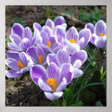 Crocus Flower Print