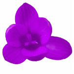 Crocus Flower Purple Photo Sculpture photo sculptures