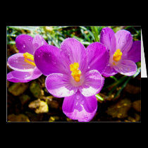 CROCUS cards