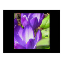 Crocus Harbinger of Spring Postcard