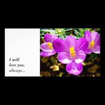 CROCUS, I willlove you,always... photo cards