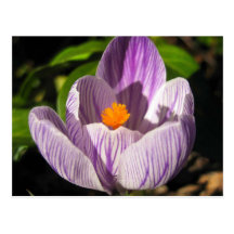 Crocus in Bloom Post Card