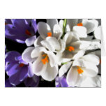 Crocus in White and Purple Card