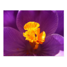 Crocus macro ~ postcard
