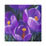 Crocus magnets