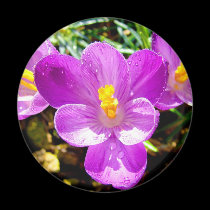 CROCUS magnets
