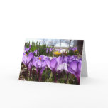 Crocus notecard