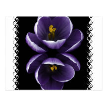 Crocus Patterns Postcard
