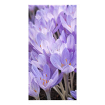 Crocus Photo Card