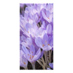 Crocus Photo Card