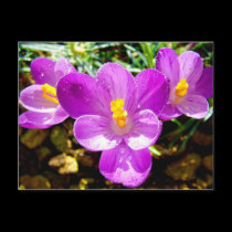 CROCUS postcards