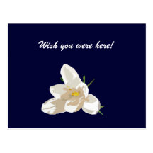 Crocus Post Card