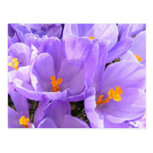 Crocus Postcard