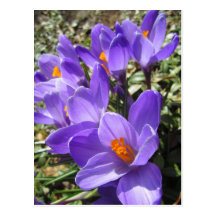 Crocus Postcards