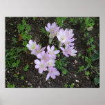Crocus posters