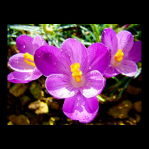 CROCUS posters