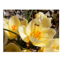 Crocus w/ant 111 ~ postcard