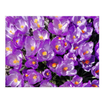 Crocuses Postcard