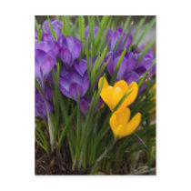 Crocuses Postcard | Postkarte Krokusse