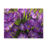Crocuses Postcard | Postkarte Krokusse