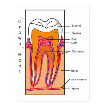 Cross Section Diagram of a Human Tooth Postcard