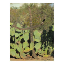 Cross Shaped Cactus Postcard