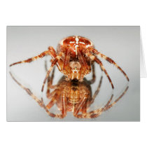 Cross spider on a mirror cards