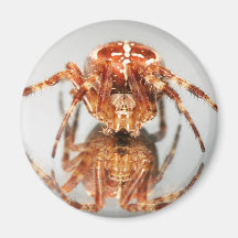 Cross spider on a mirror fridge magnets
