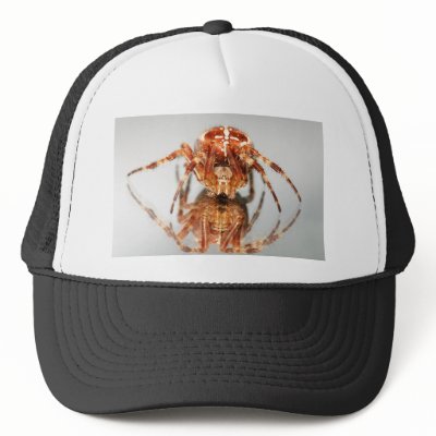 Cross spider on a mirror hats by eurospiders