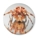 Cross spider on a mirror magnets