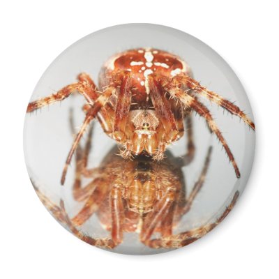 Cross spider on a mirror fridge magnets by eurospiders