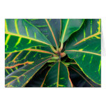 Croton Green Leaves Background Card