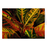 Croton Leaves Abstract Greeting Cards
