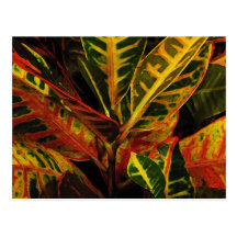 Croton Leaves Abstract Postcard