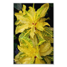 Croton Photo Print