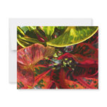 Croton Red invitations