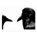 Crow and Raven Postcards