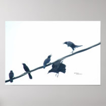 Crow bird acrobatics Poster