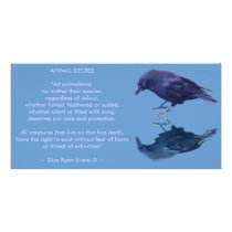 CROW Collection