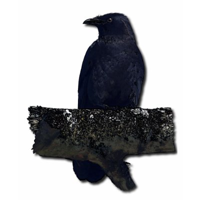 CROW GUARDIAN TSHIRTS by RavenSpiritPrints