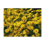 Crown Daisies / Chrysanthemum Coronarium postcards