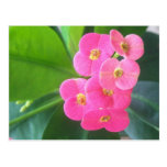 Crown Of Thorns postcards