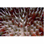Crown of thorns starfish acrylic cut outs